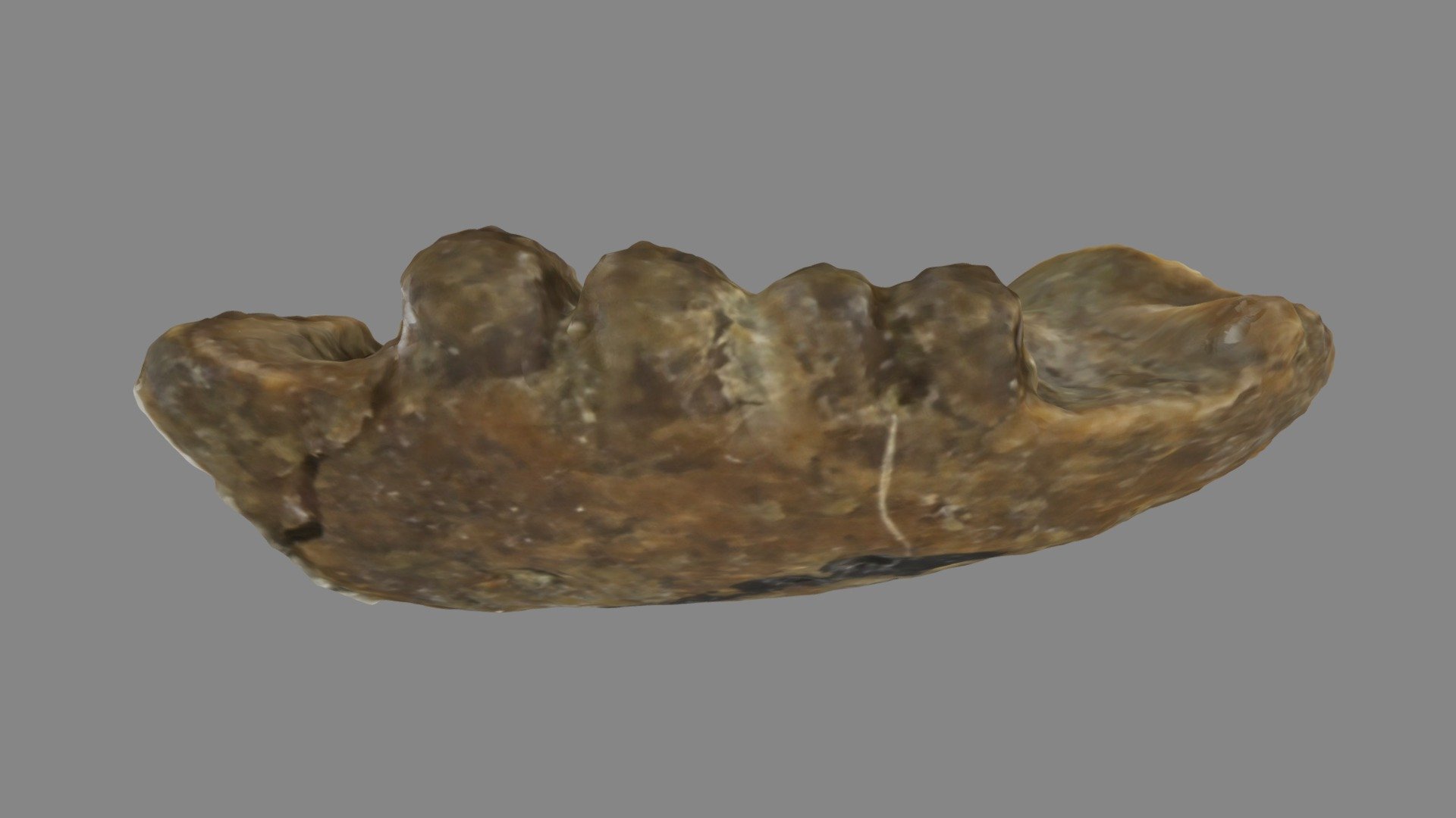 Fossil Holotype Plateosaurid Lizard 3D model by Natural History