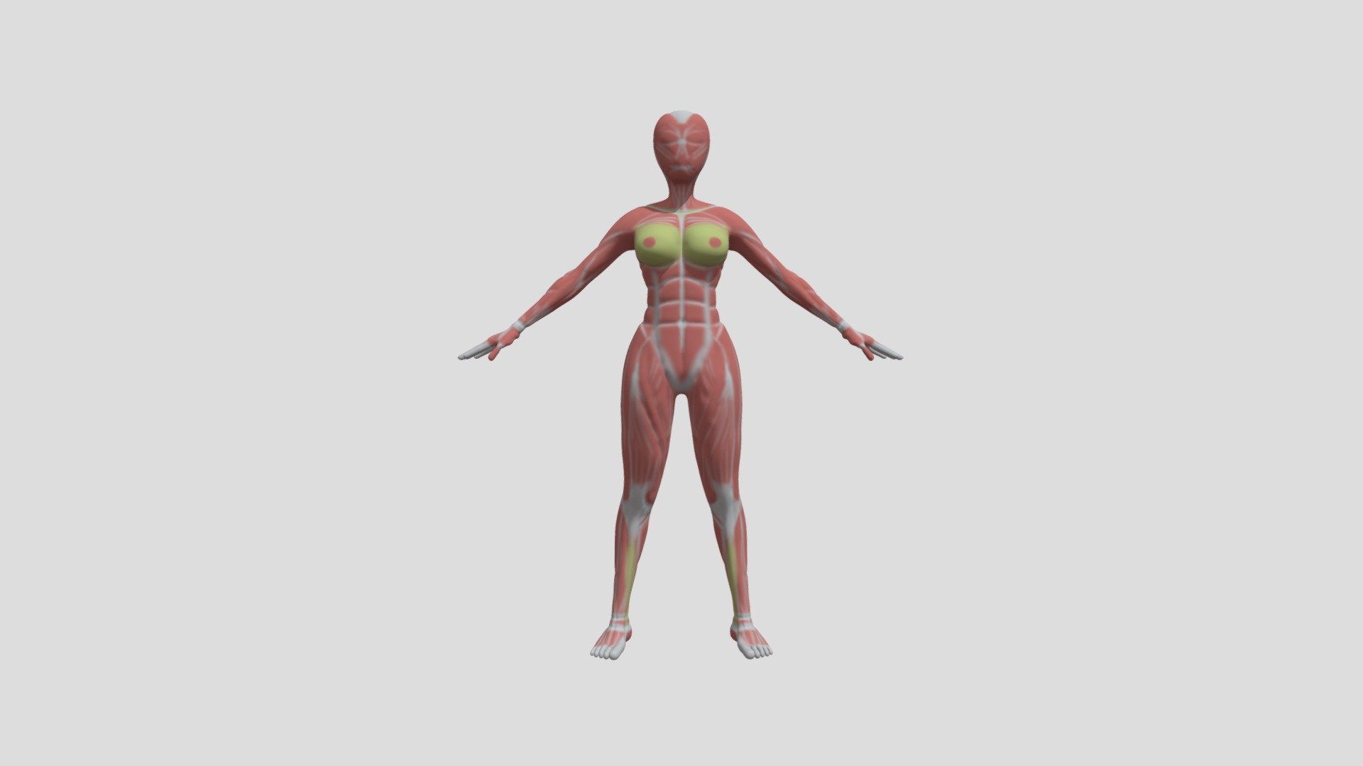 2284 LEGROS COLLARD Floriane Muscles