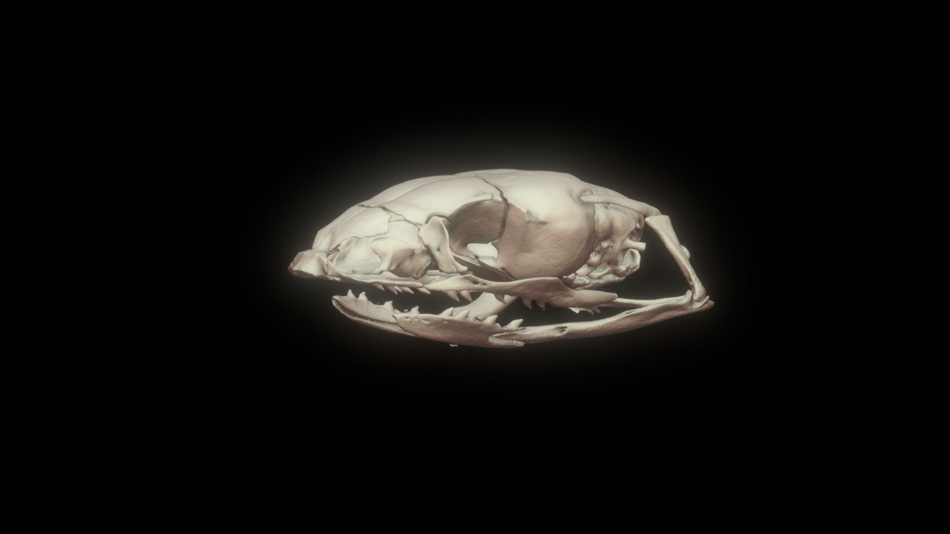 SNAKE SKULL PROSYMNA GREIGERTI