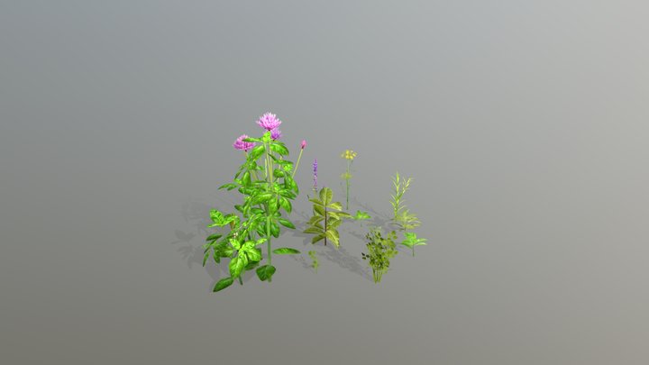 Herbs and Plants 3D Model