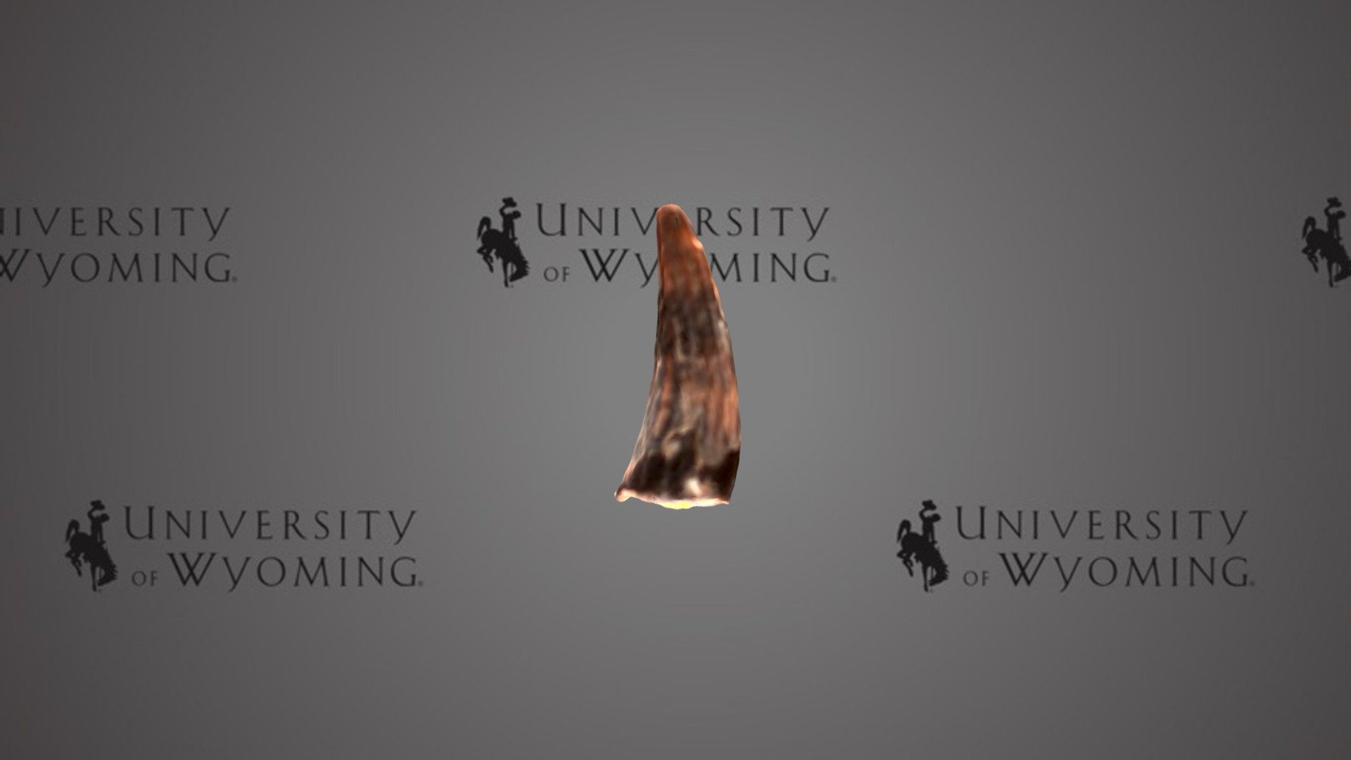 UW14077 - Leidyosuchus sternbergi, Tooth