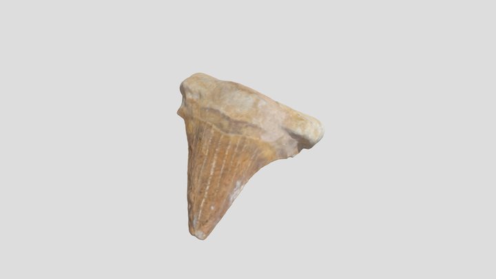 상어이빨 3D Model