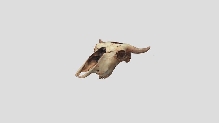 48ck302-20658, Bison bison, Crania 3D Model