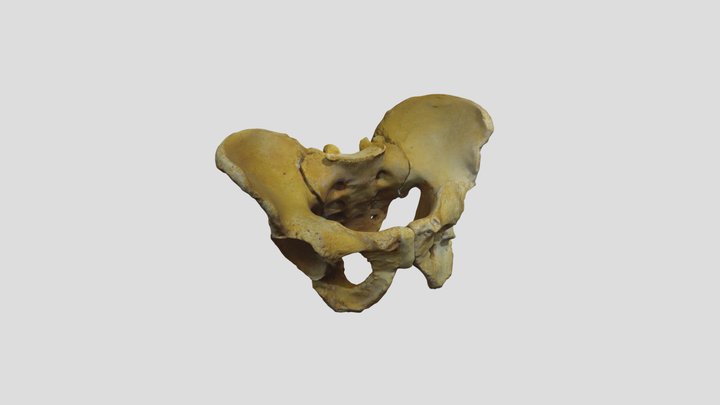 Pelvis 3D Model