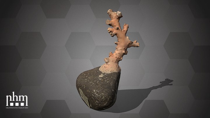 Corallium rubrum (NHMW-ZOO-EV-0016658) – Free 3D Model STL