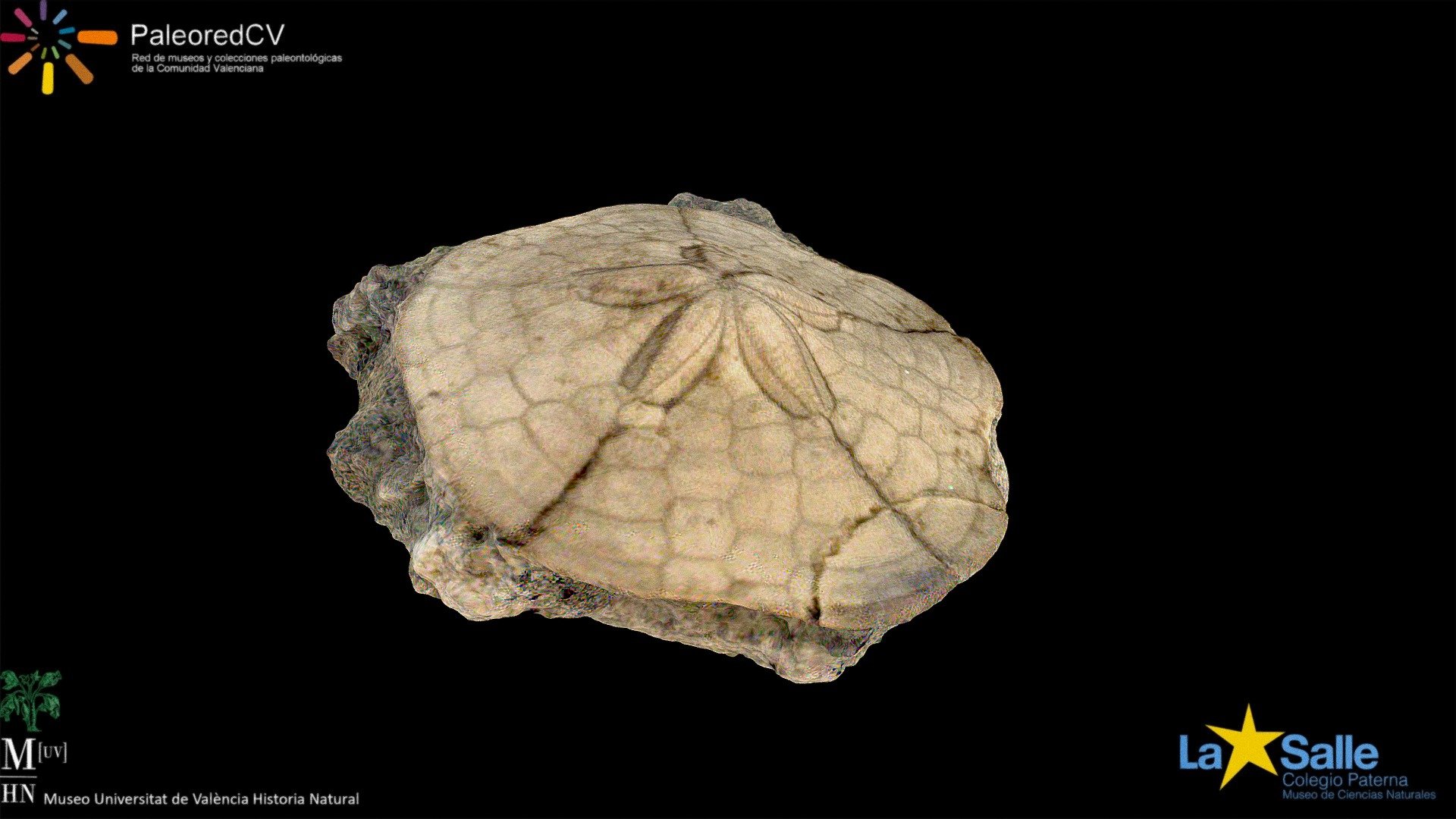 Fossil Sea urchin (Scutella faujasi)