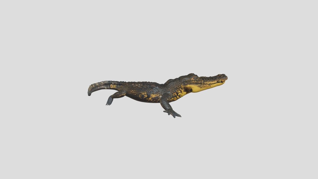 Crocodile+3d+model