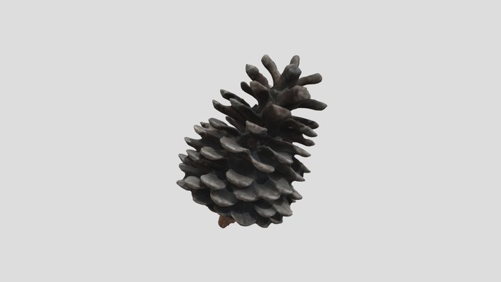 (OBJ)A textured pine cone有纹理的松果 3D Model