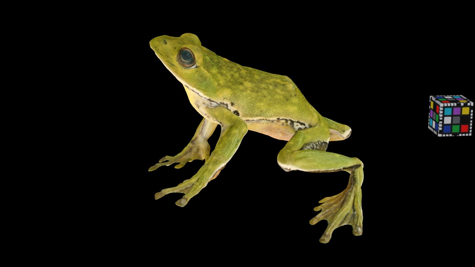 モリアオガエル 🐸 ♂ Forest Green Tree Frog, R. arboreus - 3D model by ffish.asia /  floraZia.com [55f3575] - Sketchfab