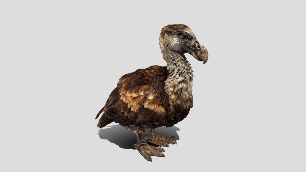Dodo (Raphus cucullatus) 3D Model Free