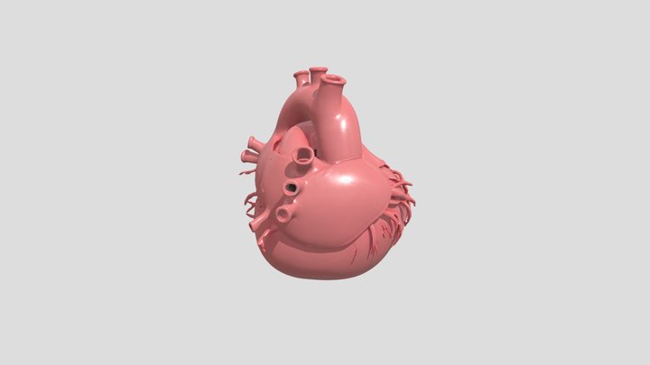 Válvulas del Corazón 3D Model