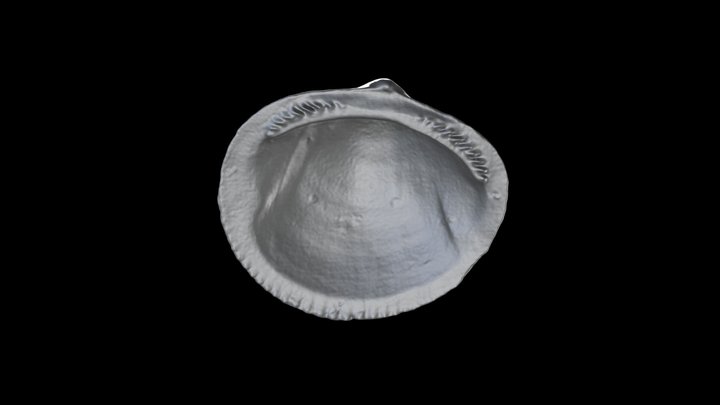 Glycymeris americana