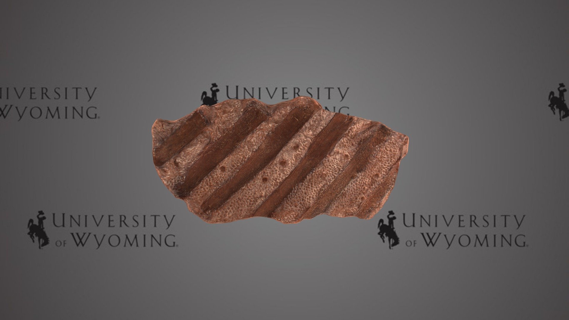UW46805 - Dinosauria, ribs with skin
