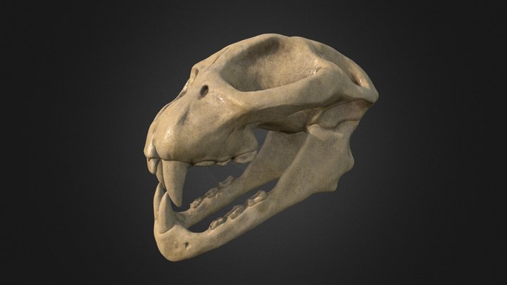 Cheetah Skull 3D Model