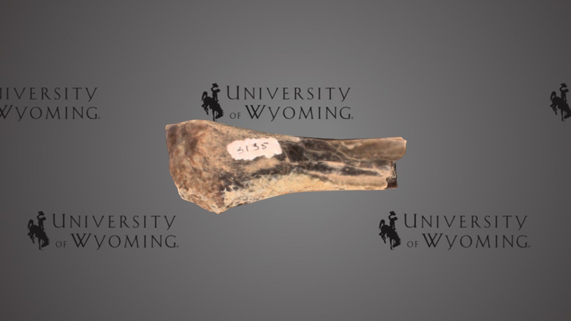 UW 3135 H - Hyrachyus sp., Partial Limb Bone