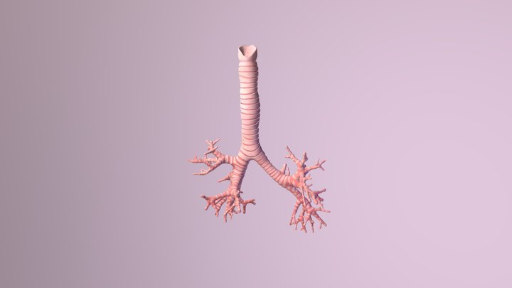 Trachea & Main Bronchi 3D Model