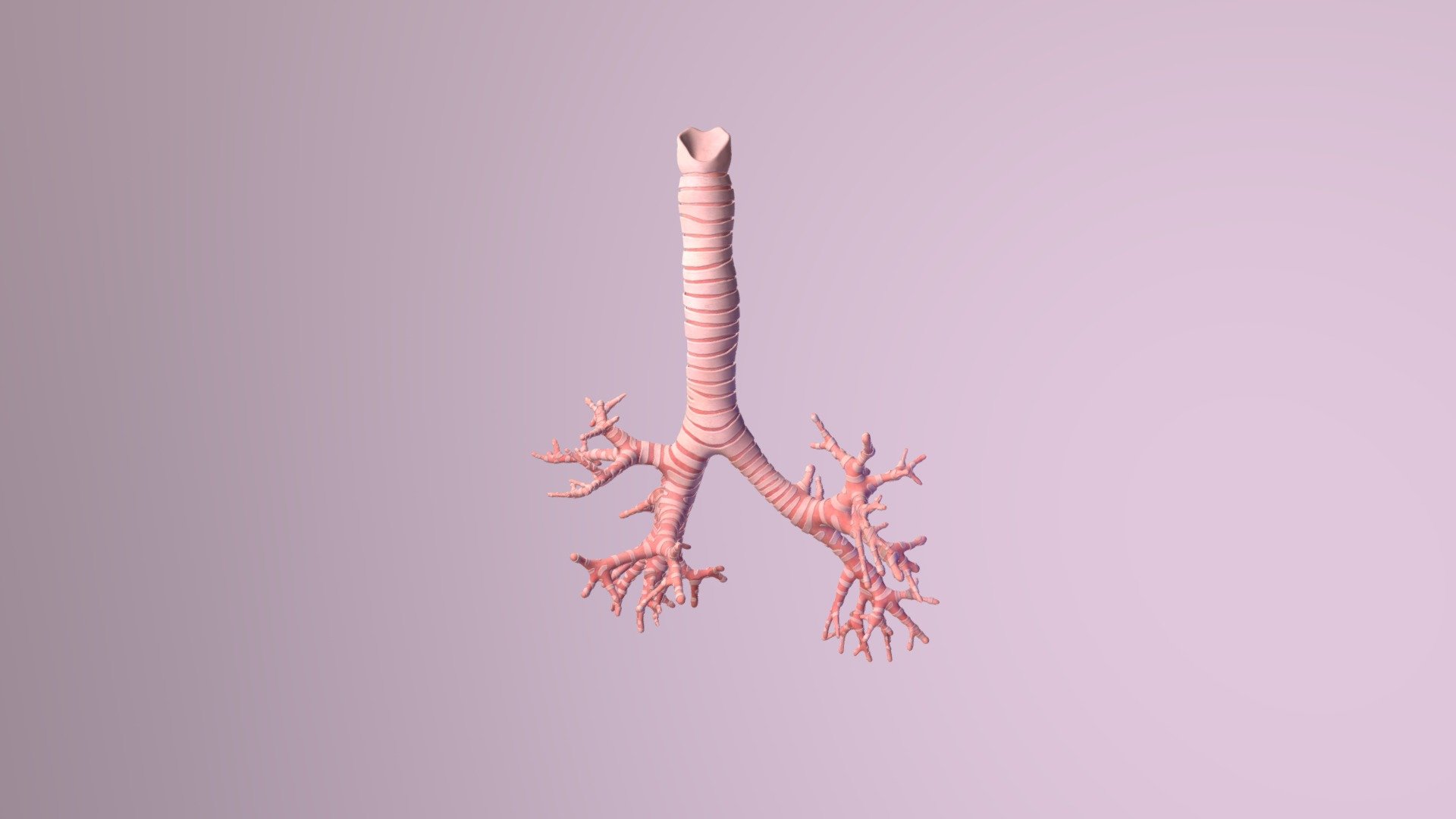 Trachea & Main Bronchi - 3D model by marty.shook [5604db8] - Sketchfab