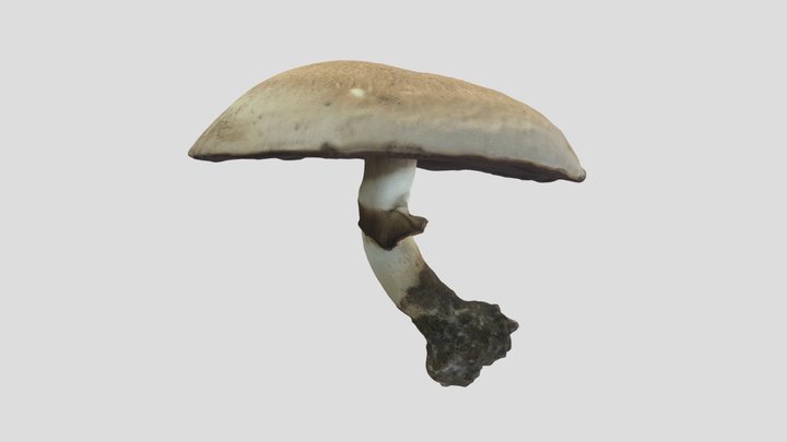 The Prince Mushroom - Light Brown Mushroom 3D Model