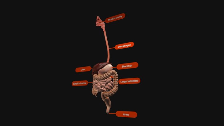 Digestive system 3D Model