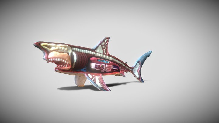 Model Shark 3D Model