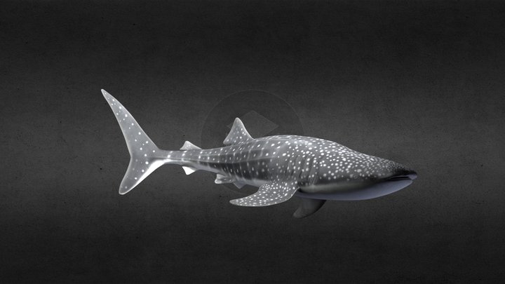Whale Shark with Light 3D Model