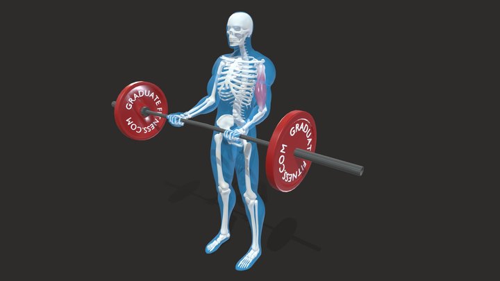 The Barbell Bicep Curl 3D Model