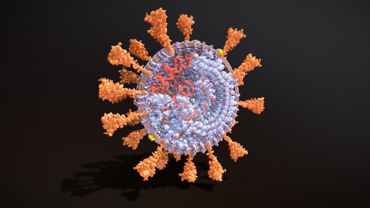 The Coronavirus as You've Never Seen it Before 3D Model