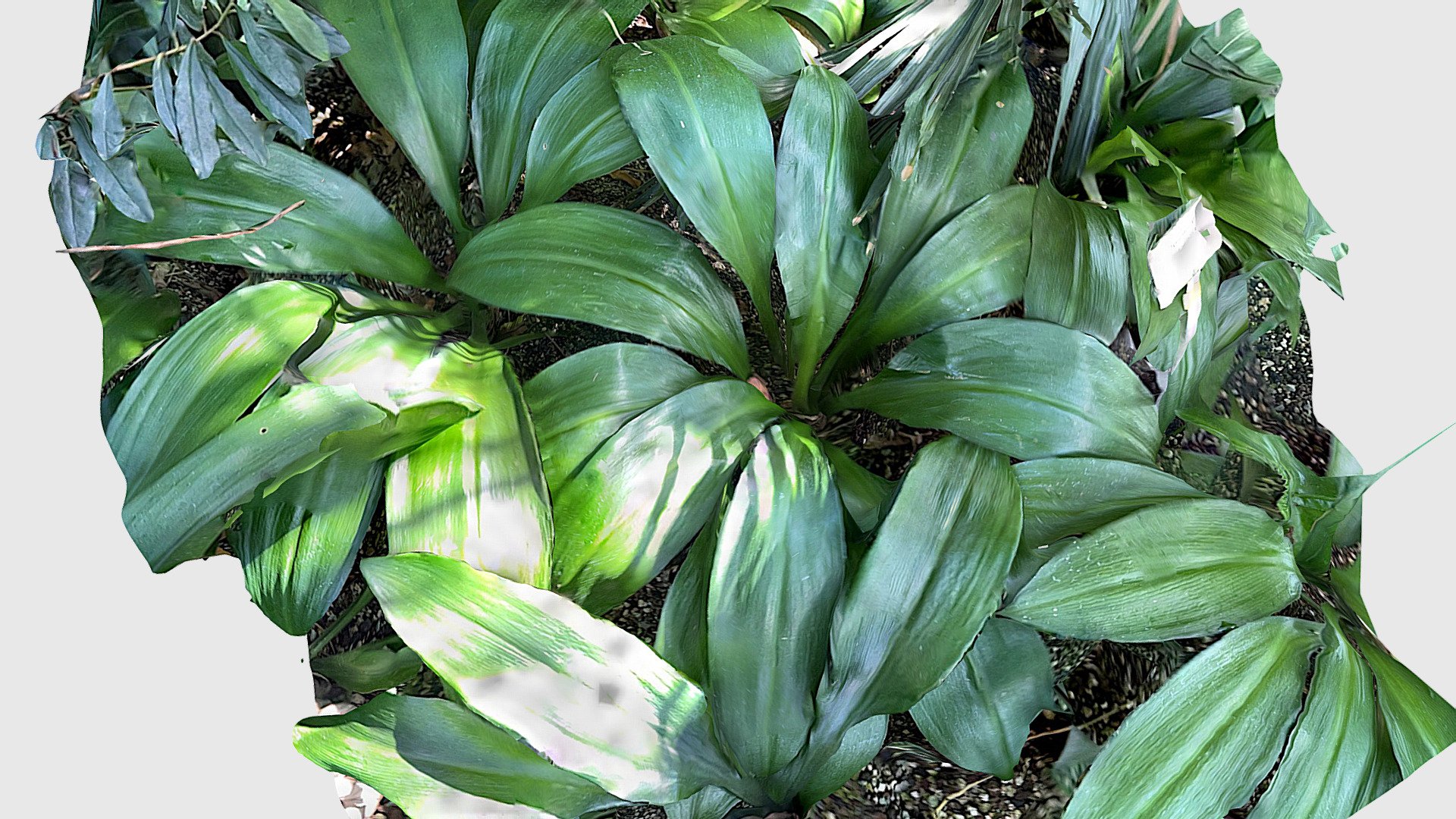 Berlin botanischer Garten