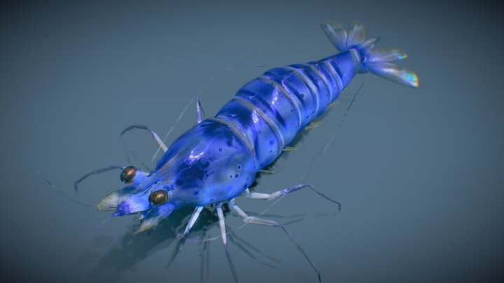Blue Velvet Shrimp 3D Model