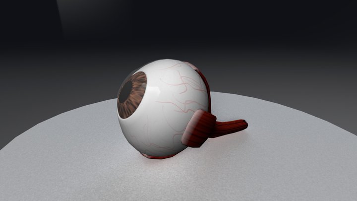 Human Eyeball 3D Model
