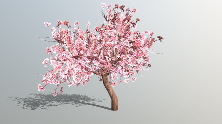 Cherry Blossom Tree 3D Model