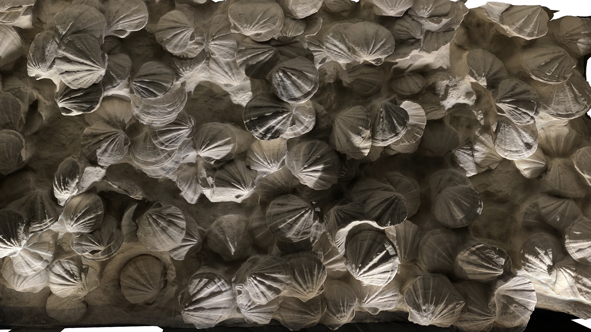 3D model Sea Shell Fossil - This is a 3D model of the Sea Shell Fossil. The 3D model is about a pile of plastic bags.