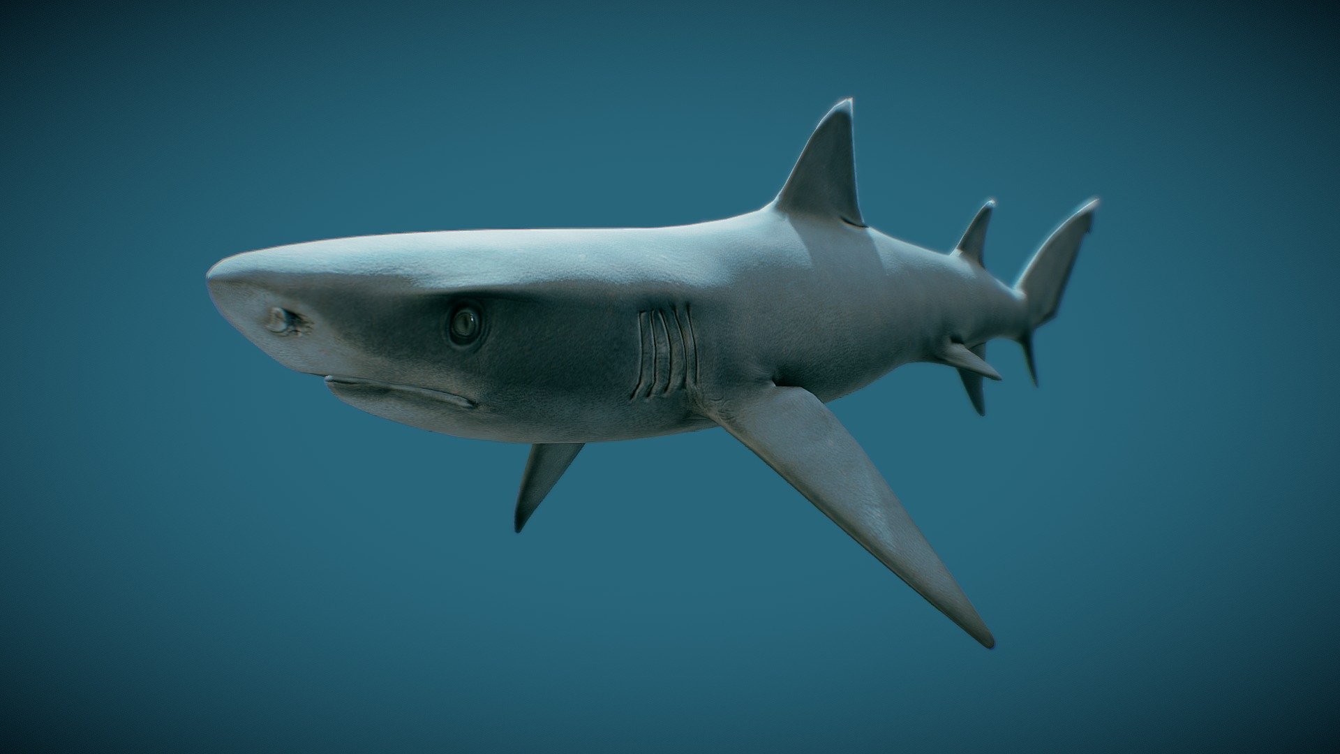 White Tip Shark Animated - 3d Model By Matt Bell (@sombrerogrande 