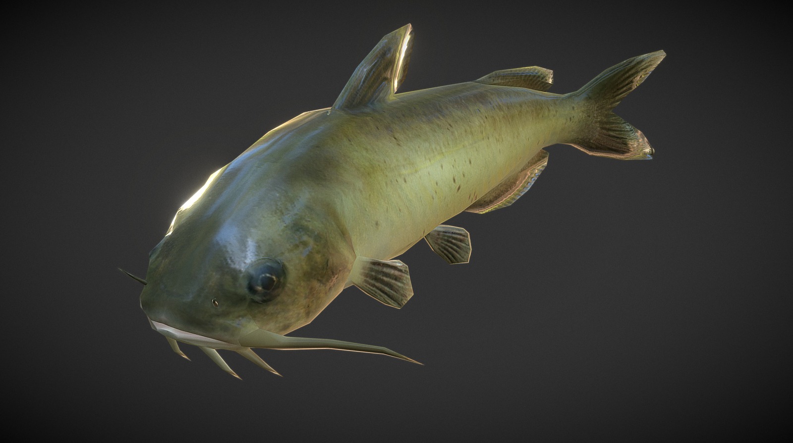 Catfish 3D model by YOURS (double2) [5621dae] Sketchfab