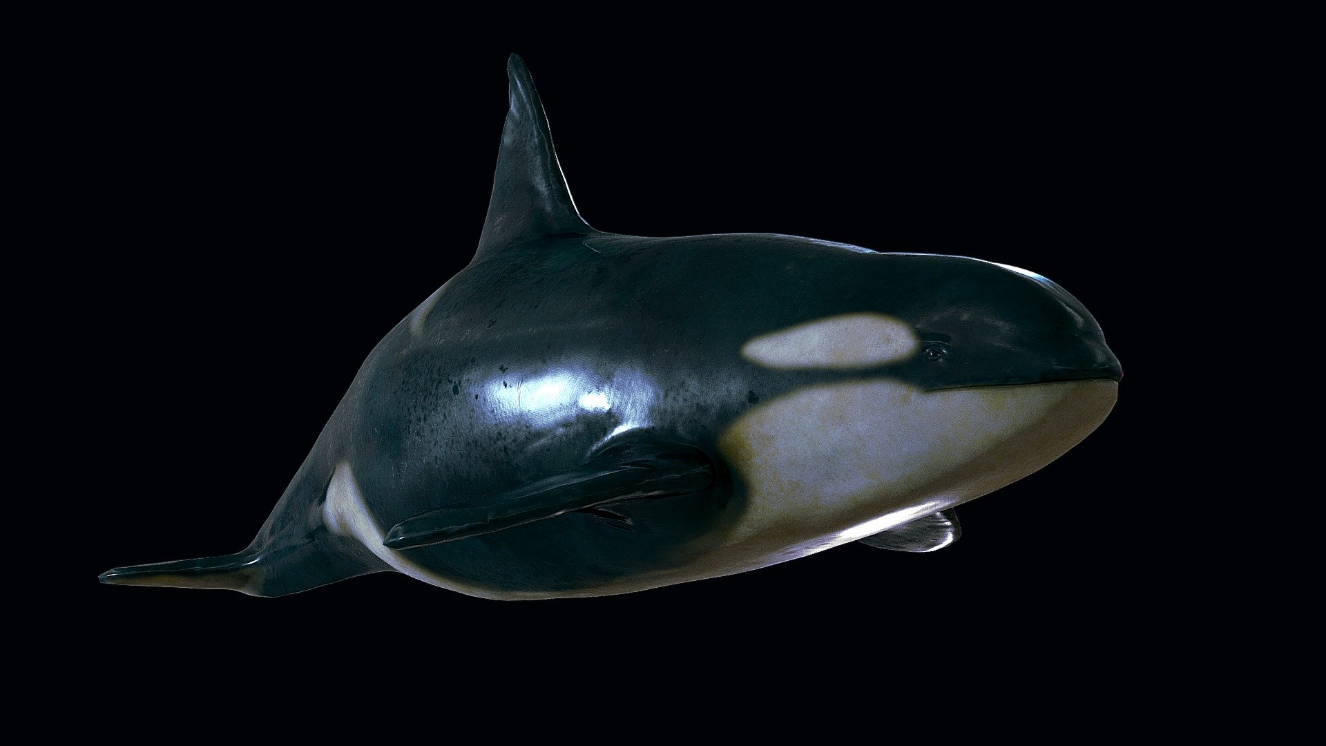 Orca - 3D model by Dragevv [5622dd0] - Sketchfab