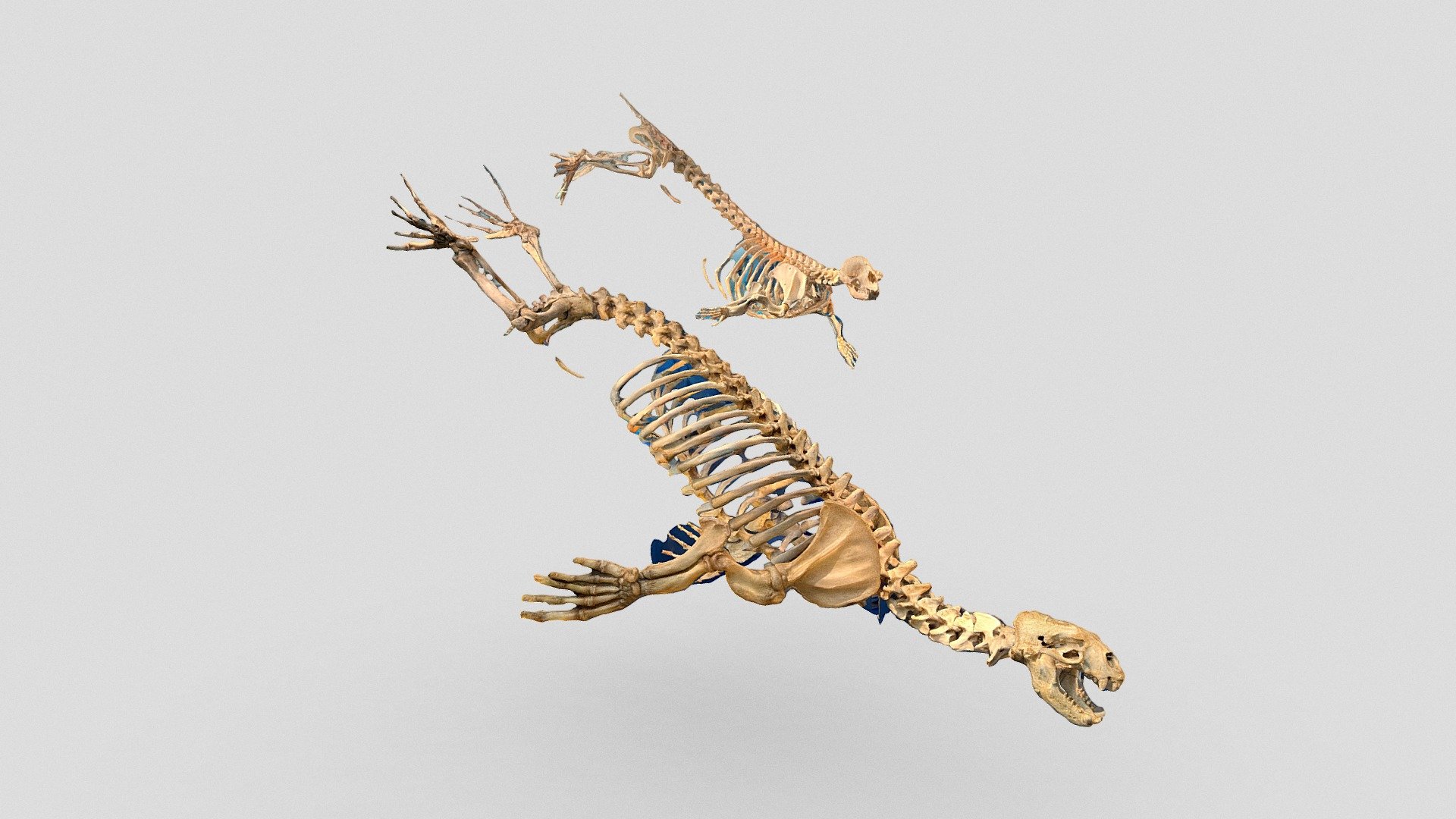 Seal & seal lion skeletons
