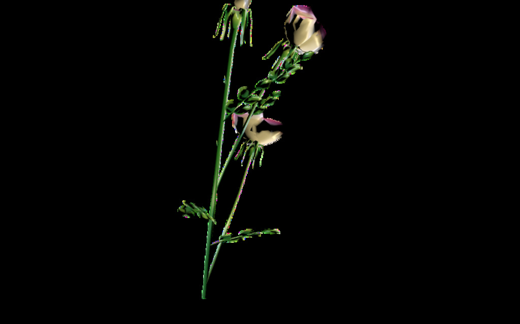 3pinkrose.zip