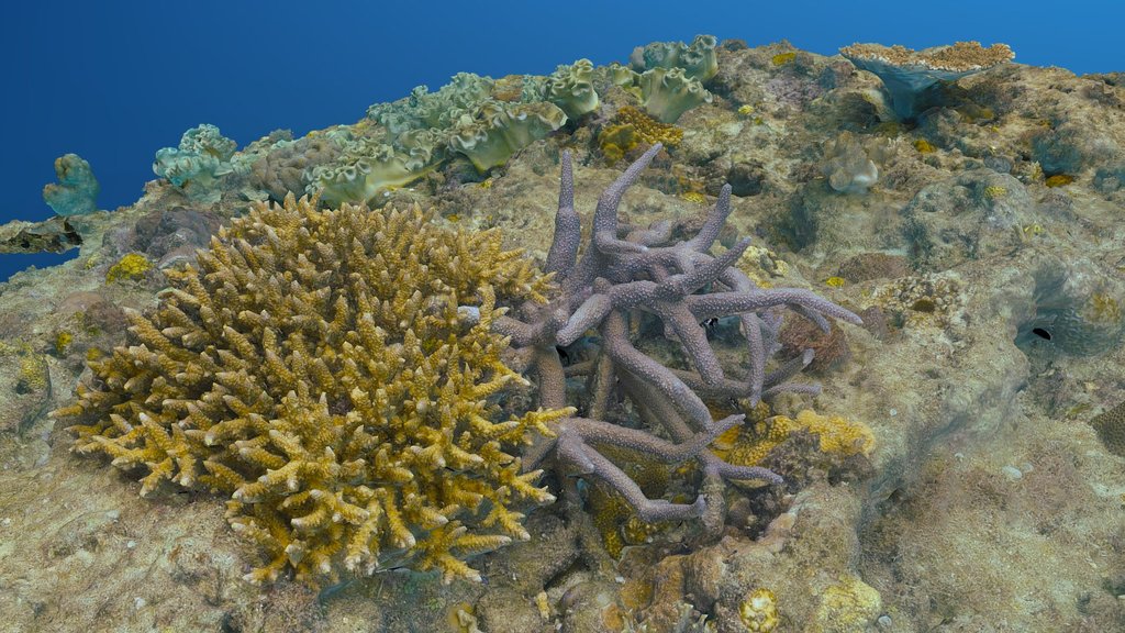 Underwater Terrain - #AgisoftNatureChallenge