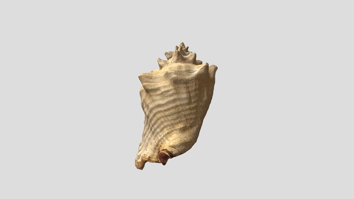 Strombus Gigas (lambi) 3D Model