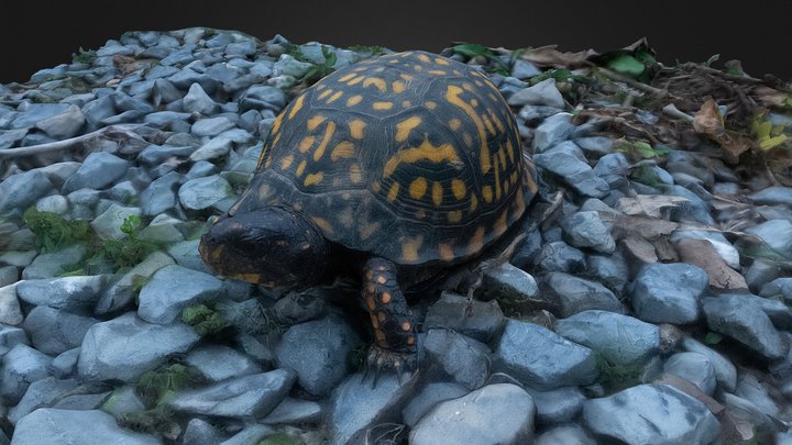 Box Turtle 3D Model