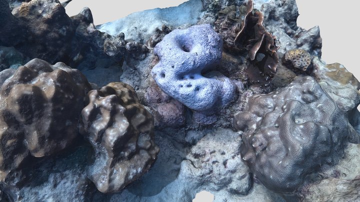 Porites and others – Free 3D Model STL