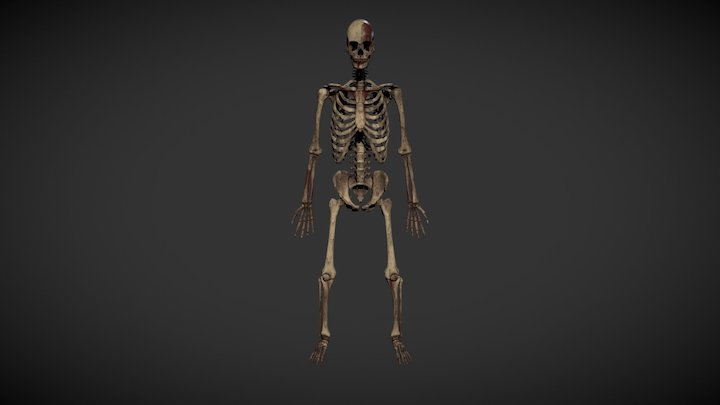 Human Skeleton 3D Model
