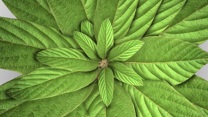 Aglaonema (Chinese Evergreen) 3D Model