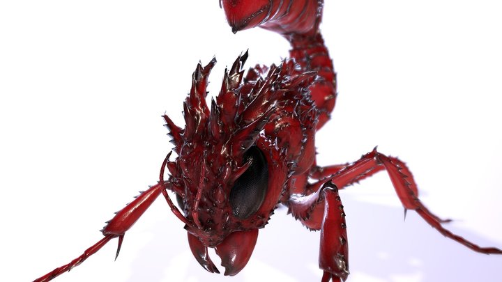 Scorpion Ant 3D Model