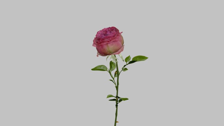 Rose 3D Model