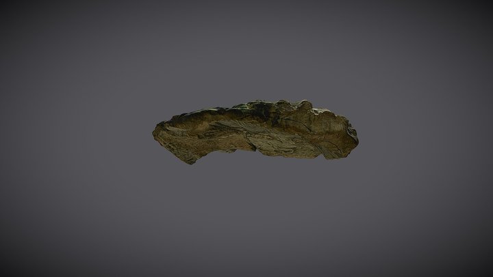 Aleta Plesiosaurio 3D Model