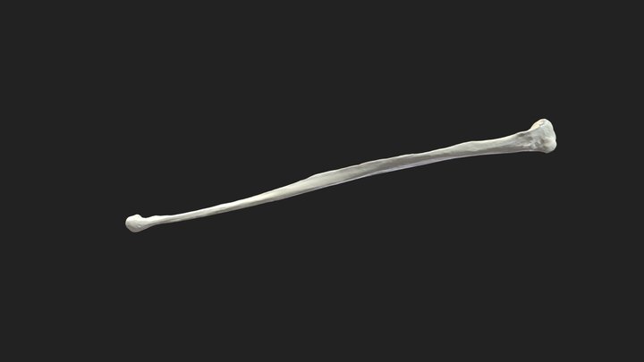 fibula (fibula) dog – Modèle 3D gratuit STL