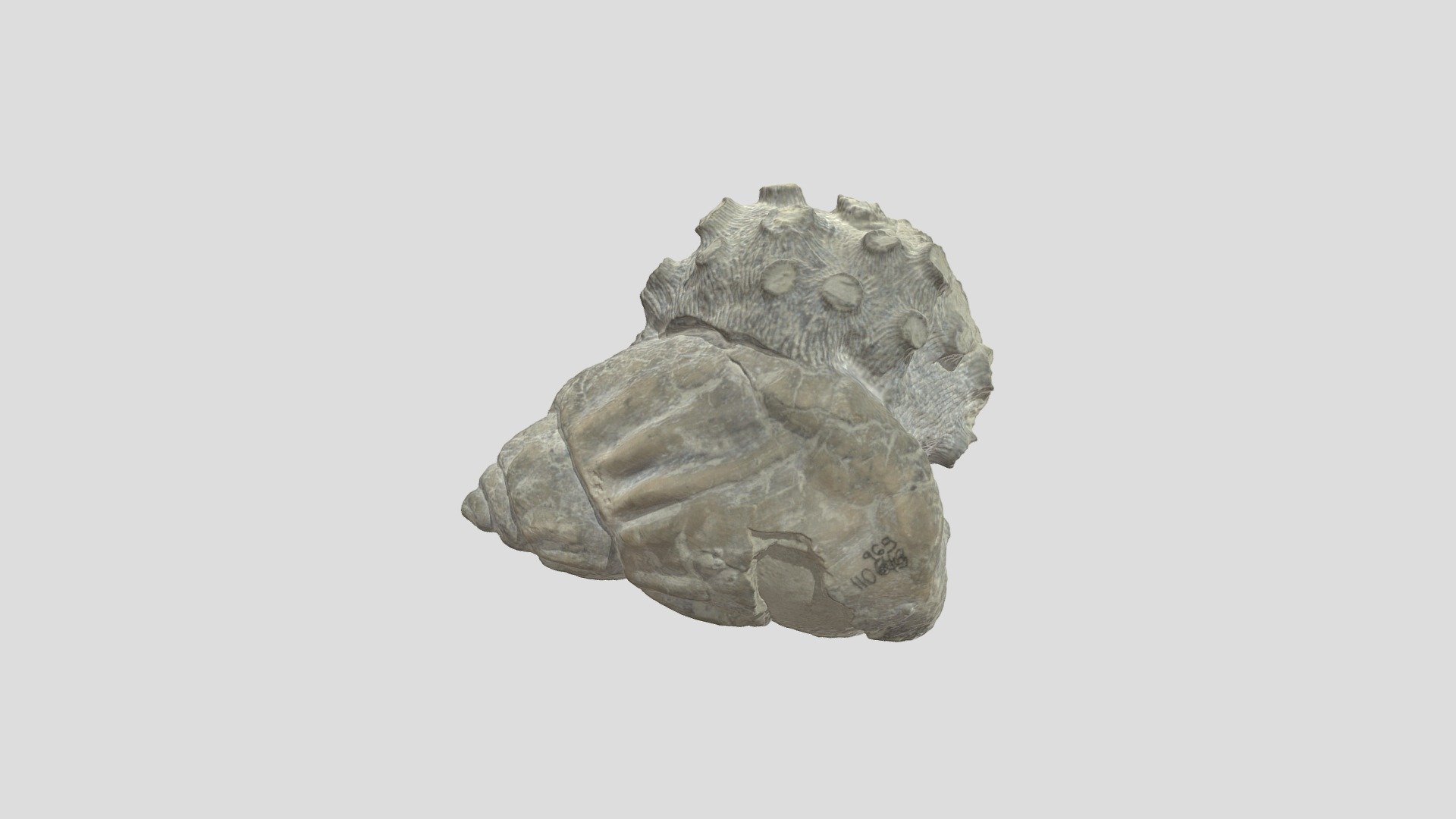 Coral-encrusted Snail Shell - Download Free 3D model by ...