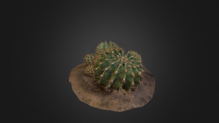 Cactus 1 3D Model