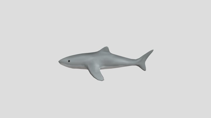 Shark 3D Model